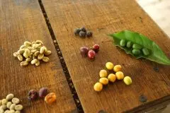 意式濃縮咖啡豆怎麼拼配才能模擬特殊風味 挑戰味覺組成