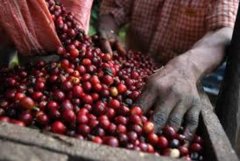 印尼蘇門答臘島與曼特寧咖啡有何關聯 蘇門答臘咖啡豆的故事