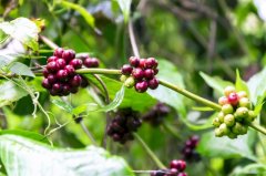 蘇門答臘火山口的紅寶石-蘇門答臘咖啡豆的豆子越醜、味道越好