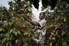 東非最古老和最受尊崇的咖啡生產區-烏干達的咖啡危機