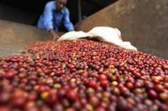 世界頂級咖啡豆-肯尼亞aa咖啡豆 肯尼亞咖啡區分7個等級