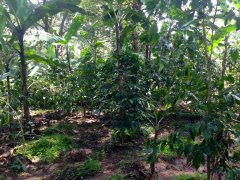 非洲最好的阿拉比卡咖啡豆-肯尼亞AA咖啡 產於高海拔的肯尼亞AA