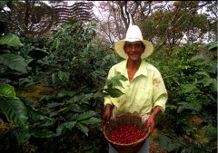 尼加拉瓜咖啡豆月光石是象豆嗎？如何品嚐尼加拉瓜咖啡