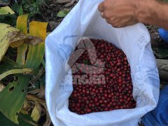 尼加拉瓜高品質咖啡豆 尼加拉瓜咖啡莊園Las Marias莊園信息介紹