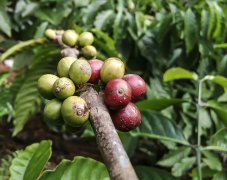 關於咖啡豆不同程度的常用叫法 從咖啡果實變成咖啡粉的過程