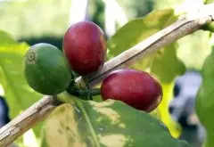 洪都拉斯咖啡產區介紹（三）馬卡拉 Montecillos- Marcala咖啡