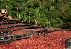 埃塞俄比亞古吉罕貝拉G1等級咖啡豆風味特點  花魁咖啡豆日曬口感