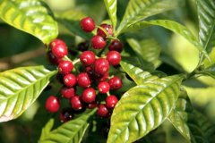 深入瞭解哈特曼莊園的咖啡美景 咖啡種植園怎樣才最環保