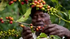 哥倫比壓咖啡慧蘭產區咖啡分級類型 清新莊園咖啡豆風味描述