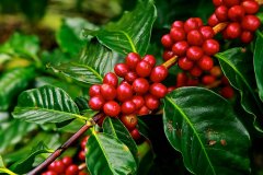 耶加雪菲紅櫻桃莉可處理廠介紹 紅櫻桃計劃的咖啡豆產區細分
