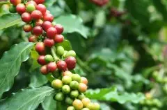 日曬處理法耶加雪菲G1最高級別 阿格西小農處理咖啡詳細介紹