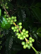 埃塞俄比亞詳細咖啡產區介紹 90+傳奇咖啡豆古吉產區風味怎麼樣