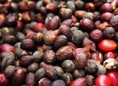 非洲精選莊園：埃塞俄比亞-耶加雪夫-單一莊園咖啡豆