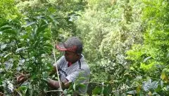 巴拿馬BOP:去巴拿馬尋找世界最佳咖啡豆-2017Best of Panama