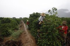 中國雲南咖啡因茶價崩盤“黑金”飆漲 普洱鎮改種咖啡