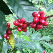 亞洲系咖啡產地-“斯里蘭卡、峇里島、中國雲南咖啡”發展對比