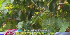 【中國雲南咖啡】1公斤1.3萬！探密雲南“雨林咖啡”