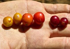 哥倫比亞有機咖啡莊園介紹 哥倫比亞有機咖啡豆是如何種植出來的