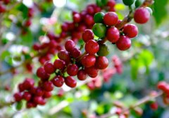 哥倫比亞咖啡世界聞名的原因：自然條件優越、加工手法獨特