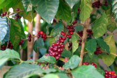 墨西哥咖啡農業生態學研究與墨西哥有機咖啡小農尊嚴