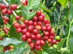 罕貝拉莊園特殊處理法105批次風味評測 最有古吉產區特色的咖啡