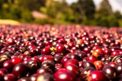 紅櫻桃咖啡烘焙參數 風味描述以及杯測回饋 咖啡豆 紅櫻桃 g1