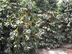 危地馬拉安提瓜咖啡產區有個80餘年的歷史的哥倫比亞莊園