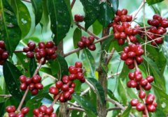 星巴克爲什麼會選危地馬拉安提瓜咖啡豆？最負盛名的安提瓜咖啡