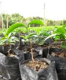 探訪危地馬拉安提瓜咖啡莊園 簡直阿拉比卡嫁接羅布斯塔咖啡樹