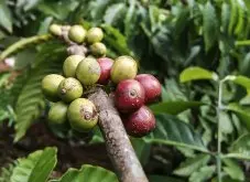 耶加雪菲G1最高等級日曬處理法風味描述 神燈微批次咖啡豆評測