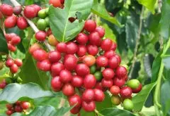耶加雪菲丘壩私人處理廠水洗紅櫻桃介紹 紅櫻桃咖啡生豆等級評定
