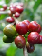 哥倫比亞瑰夏Geisha咖啡 哥倫比亞希望瑰夏-希望莊園精品咖啡豆