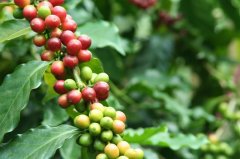 世界咖啡地圖上的最佳模範生-肯尼亞AA2018年最新微批次風味敘述