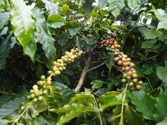 2018年最新產季肯尼亞咖啡蜂蜜合作社最高等級AA水洗處理法介紹