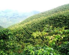 各個產區是如何採摘咖啡櫻桃的 咖啡只要在咖啡帶種植就可以了嗎