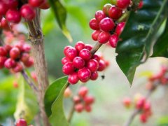 瑰夏咖啡豆的來歷 Geisha起源文明國際的過程 聞名莊園 翡翠莊園