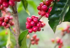 瑰夏咖啡豆的來歷 Geisha起源文明國際的過程 聞名莊園 翡翠莊園