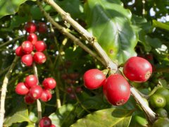巴西咖啡豆品牌推薦 巴西咖啡豆怎麼做咖啡 巴西咖啡豆品種