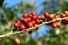 肯尼亞咖啡豆推薦 純SL品種的肯尼亞咖啡豆 肯亞aa咖啡特點鮮明
