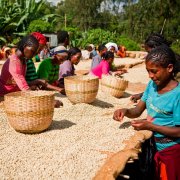 肯尼亞咖啡分級制度 肯尼亞特產SL28&34咖啡品種 肯尼亞咖啡產地