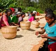 肯尼亞咖啡分級制度 肯尼亞特產SL28&34咖啡品種 肯尼亞咖啡產地