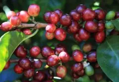肯尼亞圓豆咖啡Kenya PB風味特點 肯尼亞咖啡豆還有哪些等級種類