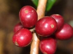 危地馬拉薇薇特南果產區天意莊園帕爾湖咖啡豆信息衝煮參數