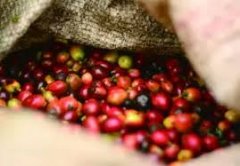 危地馬拉白蜜咖啡手衝參數 聖佩羅莊園嘉慕斯 卡杜拉精品咖啡豆