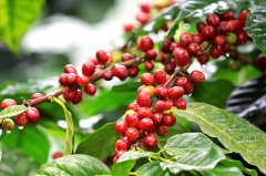 Pacamara(帕卡瑪拉)品種的出現 薩爾瓦多咖啡品質改革