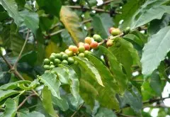 精選的肯尼亞AA咖啡的特色 肯尼亞精品咖啡最著名的產區-涅裏