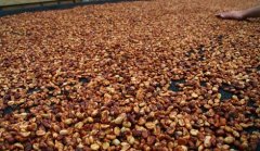 哥斯達黎加咖啡烘焙記錄：拉哈斯黃紅黑蜜處理咖啡豆的風味表現
