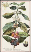 細說哥斯達黎加蜜處理 紅黃黑白蜜處理法後咖啡豆分級及味道差異