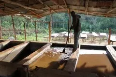 水洗西達摩G1咖啡 谷吉柯爾夏-摩卡妮莎水處理場 水洗古吉手衝