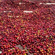 歐若米亞水洗西達摩G1咖啡味道怎麼樣 谷吉產區水洗獅子王咖啡豆